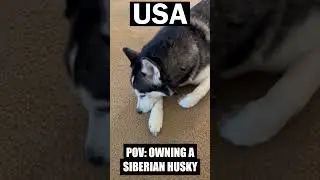 POV: Owning A Siberian Husky  #huskies #husky #siberianhusky