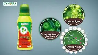 Cynora Grandual Alga
