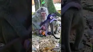 Adorable monkey baby Malik