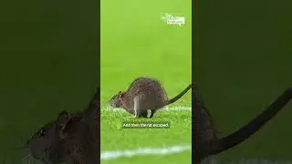 Breaking news: RAT ON THE PITCH | The Guardian's Football Weekly