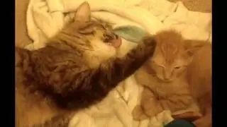 CUTEST CATS EVER | Bath Time Turns Into a Fight
