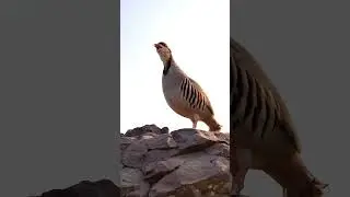 Partridge hunting Keklik avi Охота кеклики Chukar avi Шикори кабк Keklik sesiصدای.کبک مادہ صوت الحجل