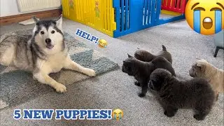 MILLIE MEETS NEW LITTER OF PUPPIES!😭💖. [She falls In Love!!]
