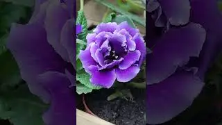 Amazing Gloxinia #shorts #gloxinia