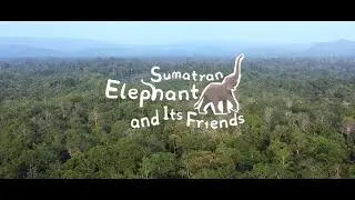 Sumatran Elephant and Its Friends - Hikvision technology supports wildlife conservation in Sumatra