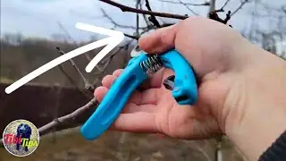 Niciodata sa nu taiati asa un pom fructifer!