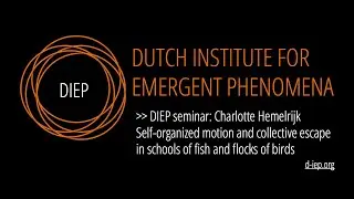 Self-organized motion & collective escape in schools of fish, flocks of birds by Charlotte Hemelrijk