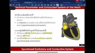 Introduction of Cardiovascular System