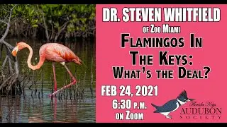 Dr  Steven Whitfield Flamingo Talk