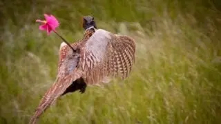 Как охотиться на фазана с луком