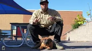 Effectively Raise A Well-Behaved Boerboel Pup