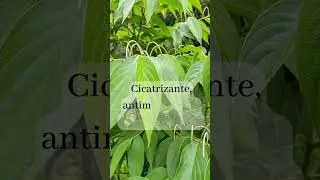 Matico Propiedades Medicinales de la Planta🌿