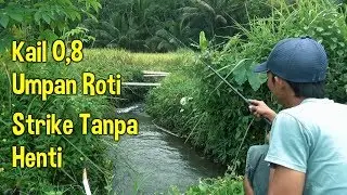 Mancing Wader/Benter Strike Terus Tanpa Henti bro..