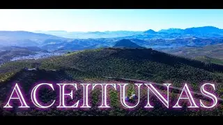 Aceitunas // Harvesting Olives in Spanish Monta&ntilde;as & Drone Shots