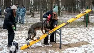 Новая площадка для собак