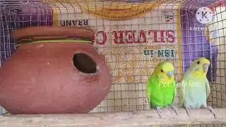 Budgies breeding update in Tamil | Weekly updates| #Pettalkies #budgiesbreeding #budgies #lovebirds