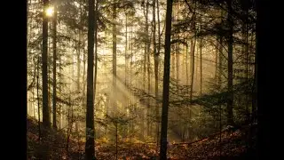 Dreamy Forest Walk at Night 🌲 Harp Sounds & Soft Steps for Relaxation