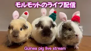 🔴モルモットのライブ配信 Guinea pig live stream