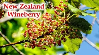 Wineberry / Makomako Tree - New Zealand Native Trees - #4k #New Zealand #newzealandtrees #nature