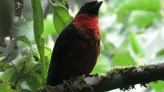 Red-ruffed Fruitcrow - Pyroderus scutatus - Toropisco Monta&ntilde;ero