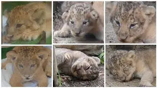 しろとり動物園　😺赤ちゃんライオン😻7月🦁2023年😸　　　　　　　　　　