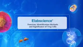 Function, Identifcation Methodsand Significance of Treg Cells