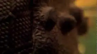 Phone Macro Lens Camera