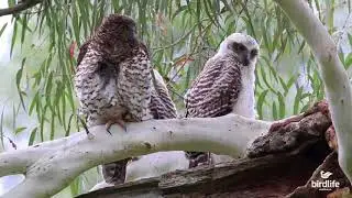 The Powerful Owl - BirdLife Australia