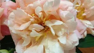 Cancer   Money and Movement July 2016  Taroscope Reading