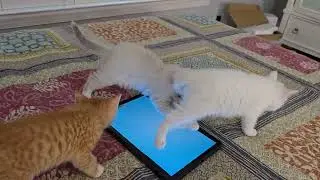 Kittens and Tablet