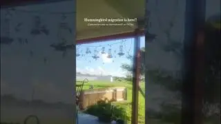 Hummingbird migration is here.
