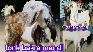 rajasthan tonk bakra mandi new video 22/10/2025 #tonkbakra #tonkbakramandi #tonkmandi #tonkgoat 