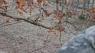 TN Spike Buck and Boss Babe decoy, volume up!