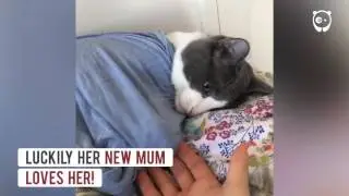 Cat rejected by 5 previous owners finally finds a human that loves her
