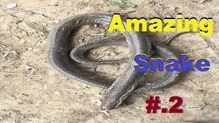 Amazing Snake 2018 l Snake Trap l Fantastic Snake l Cooking Snake #.2