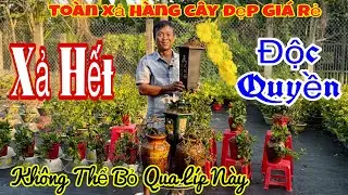 27/1 vườn giao lưu mai chơi Tết giá rẻ 💥🌲nhiều mã số mai bonsai đẹp 🌲🌲🌲☎️ 0911531741 Khánh châu 