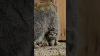 Манул Ева снова стала мамой! У неё родилось пять котят! 🥳