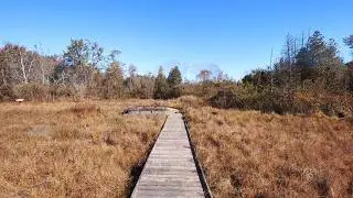 Cedar Bog Nature Reserve Urbana Ohio - Boardwalk Fun