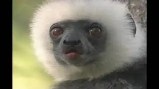 Madagascar: The Enchanted Island - The Living Edens (1998)