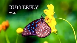 Magic nature|Butterflies|Beautiful butterflies|Relax|Relax music@Nature.Creative.Montage