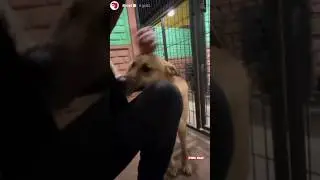 Look how some of these dogs, despite what they've been through, cling to humans ❤️ #dog #dioz #sh...