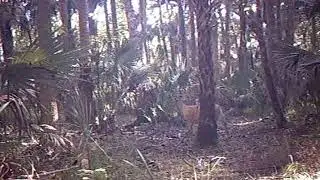 Tosohatchee WMA