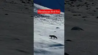 Spotted a Himalayan Red Fox enroute to Zanskar...
