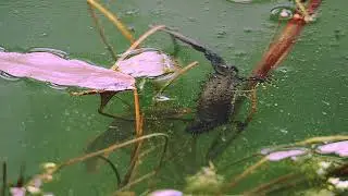 Great crested newt Triturus cristatus breeding, Poland (Palearctic Realm)
