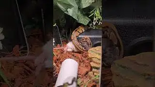 Feeding my baby ball python Fuzzy rats for the first time (frozen/thaw)