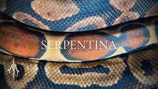 Aethyriem - Serpentina - Lyric Visual