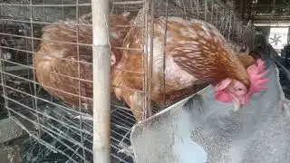 Chickens eat food (271)