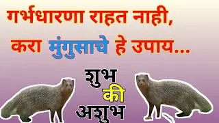 मुंगूस दिसणे शुभ की अशुभ // मुंगूस दिसल्यास हे करा  // mungus disne shubh ki ashubh // सत्य मार्ग