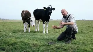 Hoe beschermen we weidevogelnesten in beweid gebied?