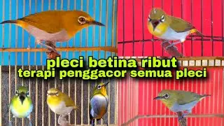 Call Pleci Betina || Pleci Betina Ribut Memanggil Jantan ||Terapi Pleci Koloni